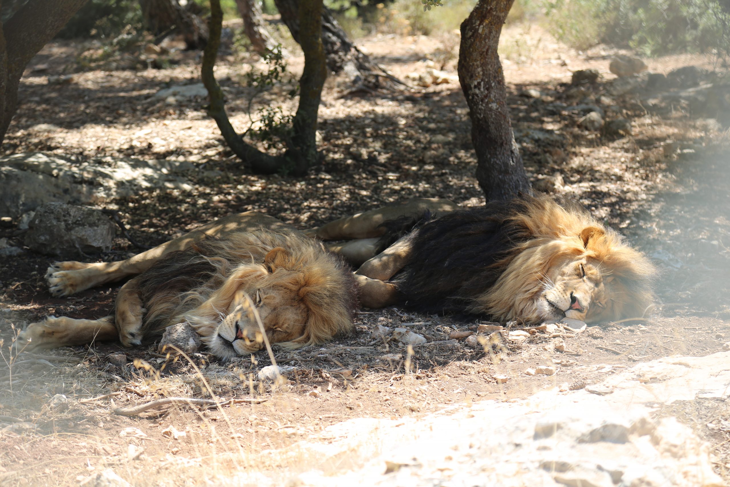 Bayhas and Yerga napping during the day