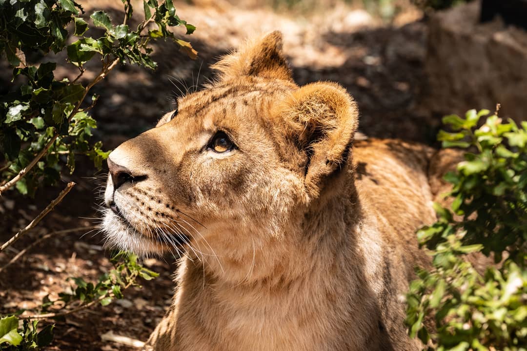Dohal is growing into such a beautiful lioness! © Marion Lombard │ FOUR PAWS
