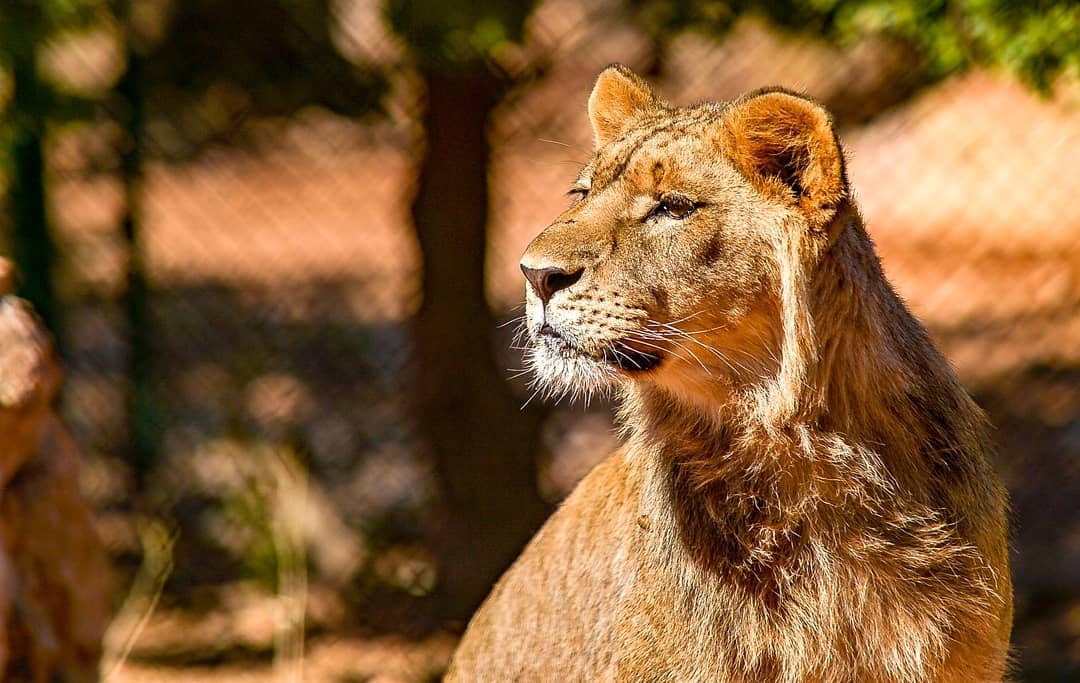 Pablo is growing into such a handsome lion! Photo credit: Raed Qutena