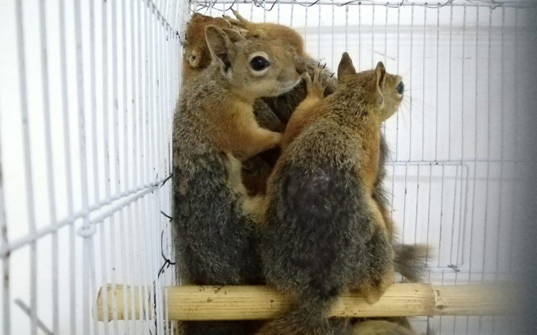Seventeen squirrels confiscated