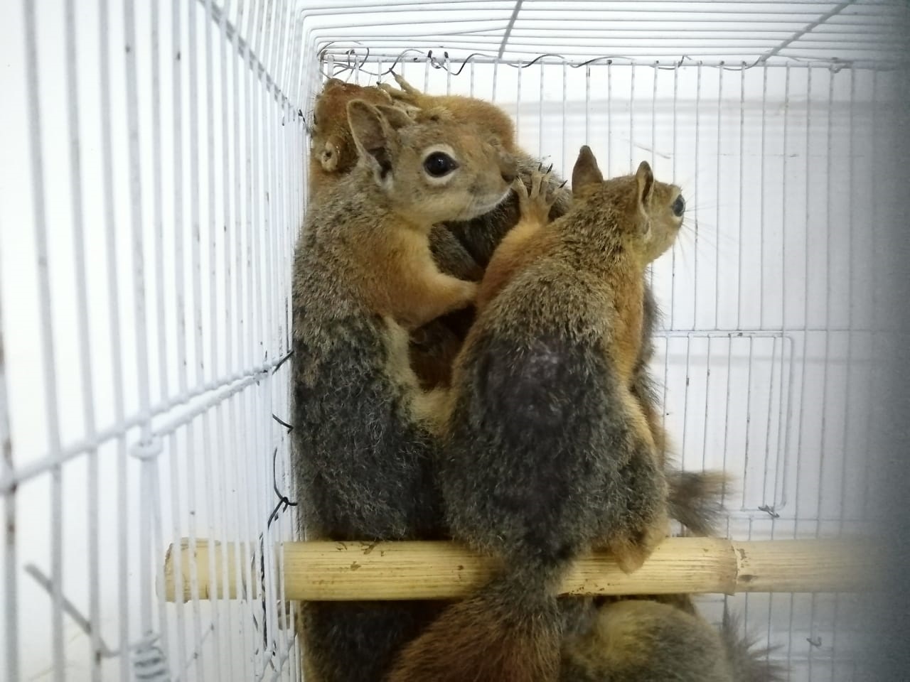 Squirrels as they arrived to NHC