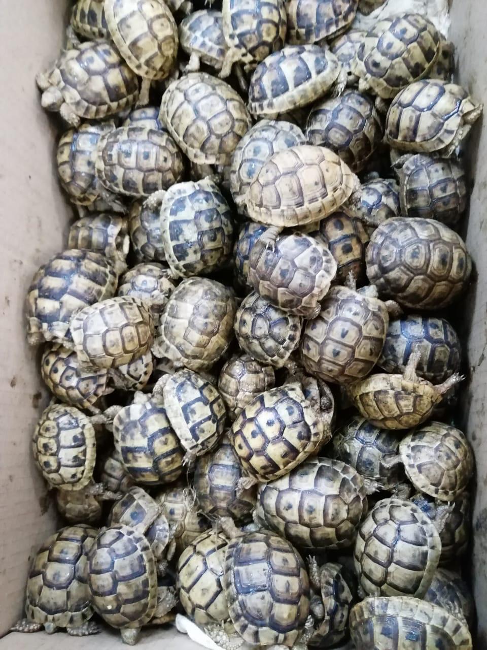 Confiscated Greek Tortoises