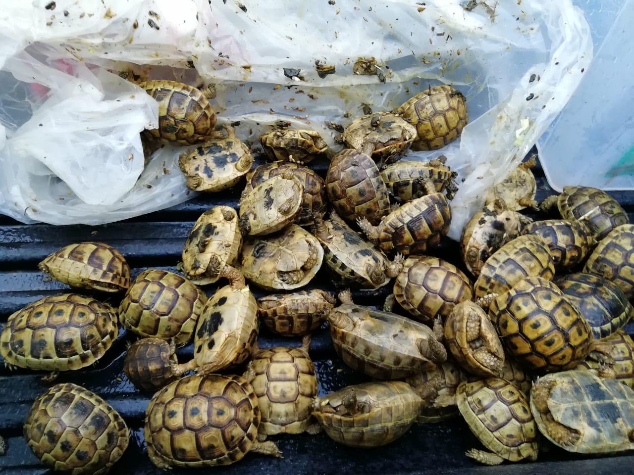 Confiscated Greek Tortoises