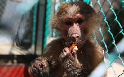 Baby Baboon confiscated by The RSCN