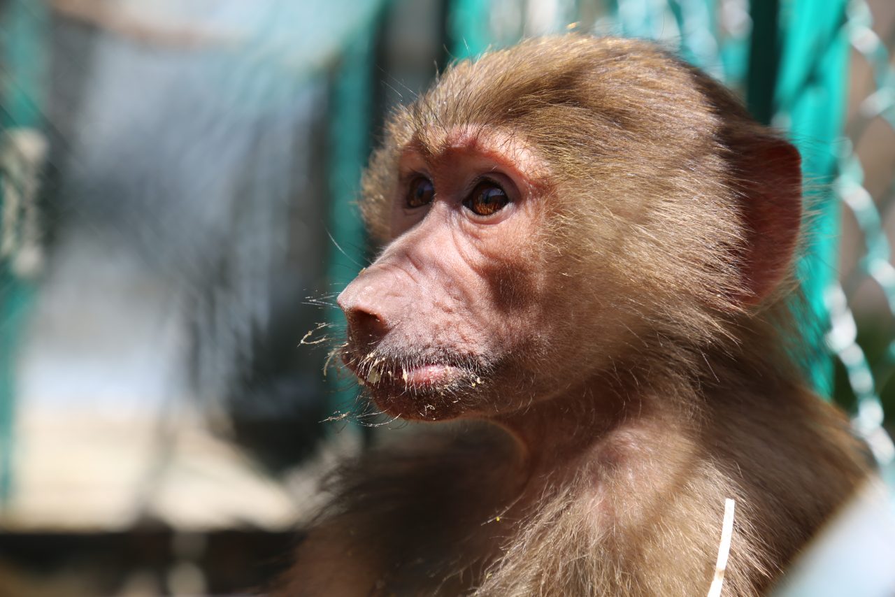 Baby Baboon confiscated by The RSCN | Al Ma'wa for Nature and Wildlife