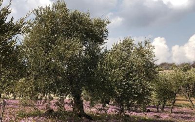 Glorious Spring Flowers at Al Ma’wa