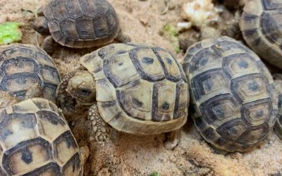 The Greek Tortoises Update