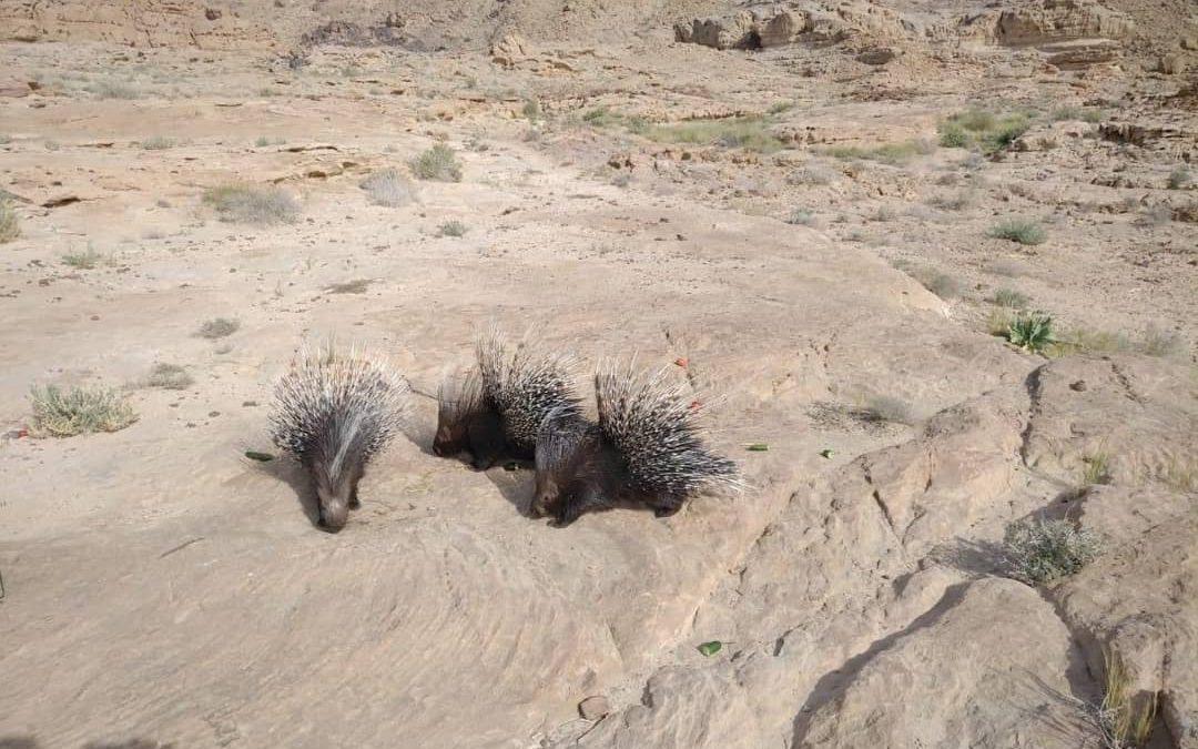 Three Indian Crested Porcupine release