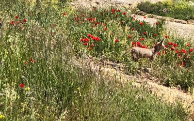 Foxes released into the wild in Jordan.