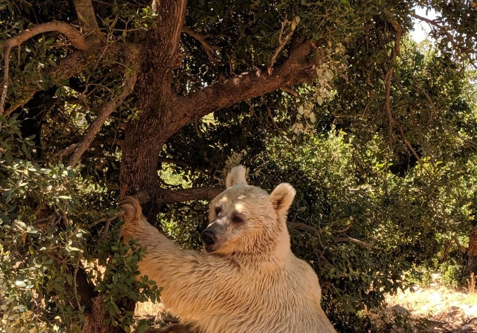 Balou the Syrian Bear and his climbing skills!