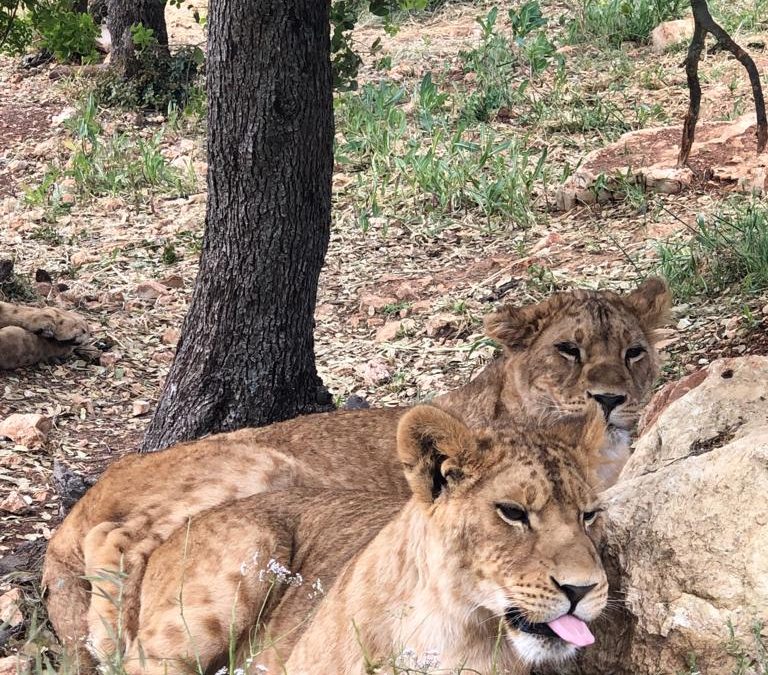 Beautiful Dohal and Layla relaxing