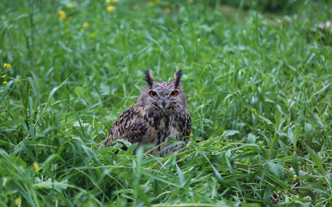 Eagle Owl surrendered to the New Hope Centre