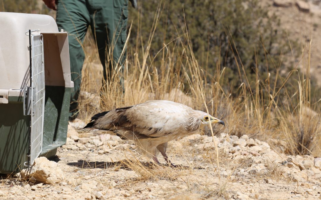 Confiscated Egyptian Vulture