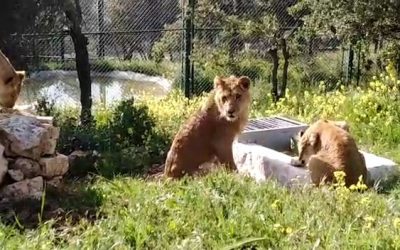 Three lions rescued from Gaza
