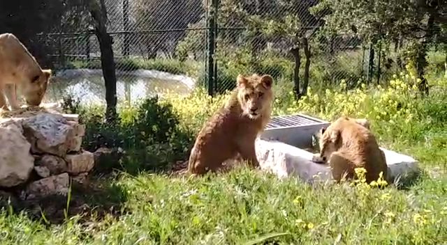 Three lions rescued from Gaza
