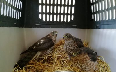 Confiscated Sparrow Hawks