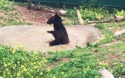 Splish, Splash, Sukkar is having a bath!