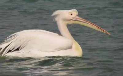 Release of three pelicans into the wild