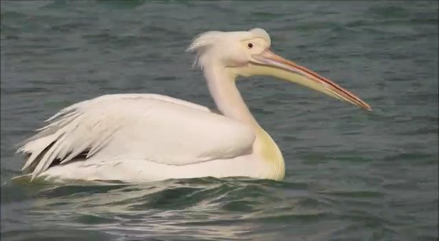 Release of three pelicans into the wild