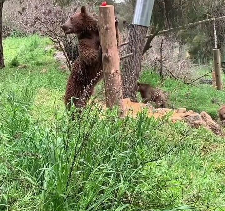 Loki, Rumi, and Jamal, three Syrian Brown Bears