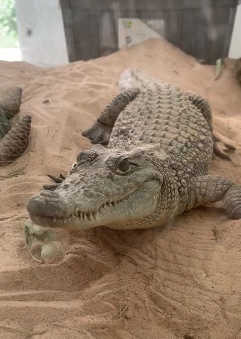 Nile Crocodile at The New Hope Centre