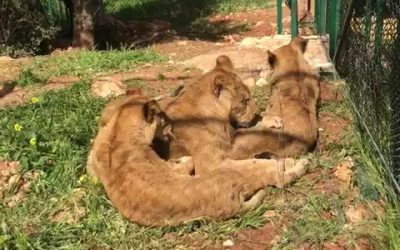 Laith , Marion , and Labwa