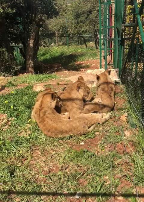 Laith , Marion , and Labwa