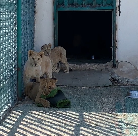 Three Lion Cubs Integration