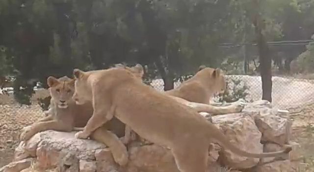 Two groups of lion cubs successfully integrated
