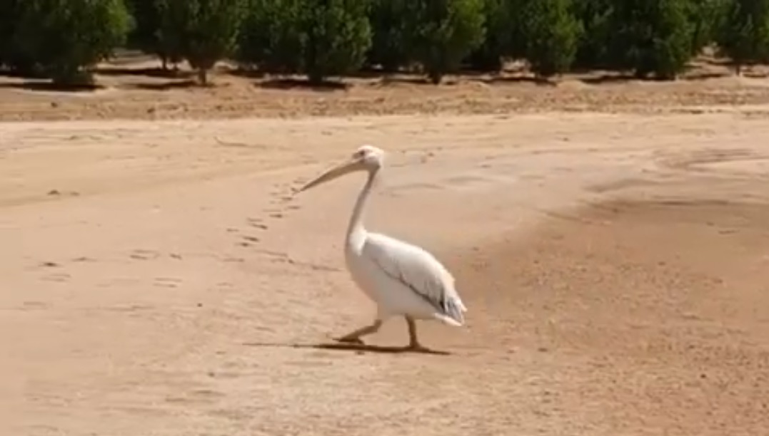 Pelican spotted on the beach