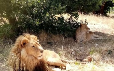 Opening our doors again