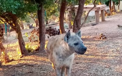 Newest member of Al Ma’wa Sanctuary