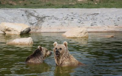 Balou and Lula integration story