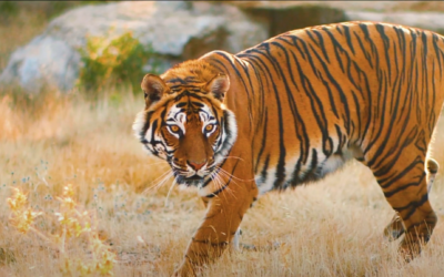 Welcome to Al Ma’wa for Nature and Wildlife