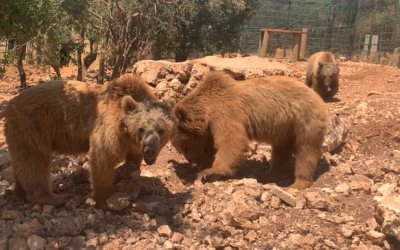Aussie, Hadee and Shujaa