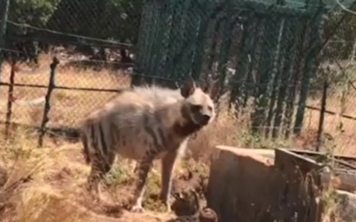 Dobbie, a striped hyena rescued in 2010