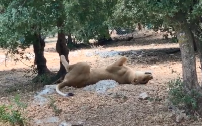 A very relaxed Marion at Al Ma’wa