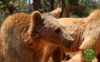 Three bear cub siblings