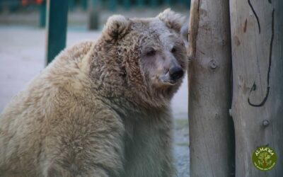 Bublou and Suzie progress