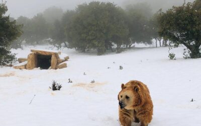 Snow day at Al Ma’wa