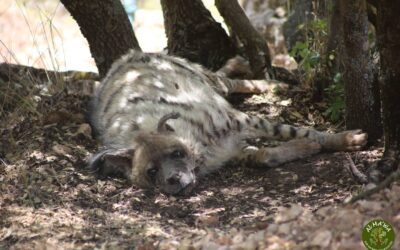 Scar our newest addition