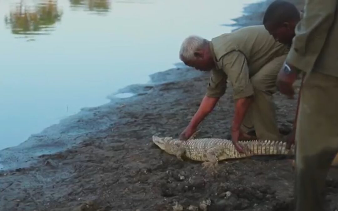 Mahzooz, the Nile Crocodile was Released into the Wild